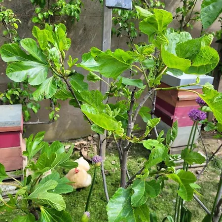 Tiny House Cosy 1 - * Ανζέρ