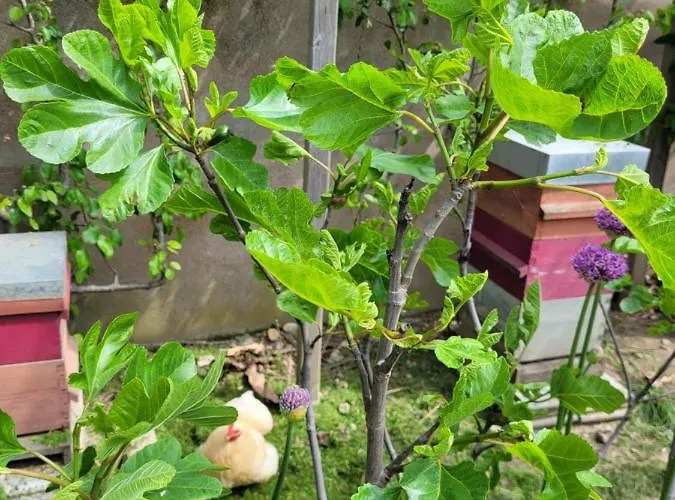 Tiny House Cosy 1 - * Angers